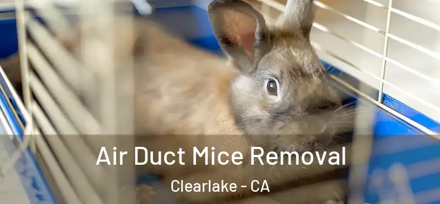  Air Duct Mice Removal Clearlake - CA